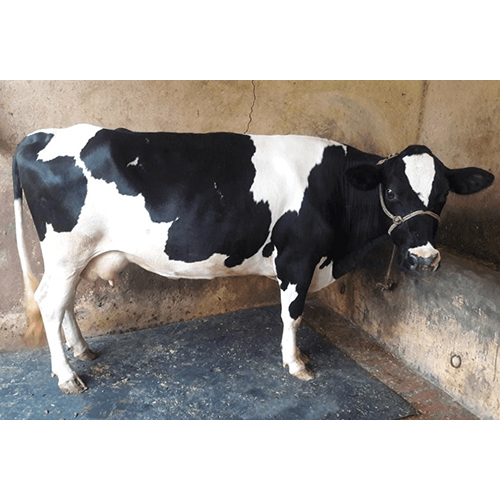 काले और सफेद एचएफ गाय