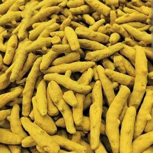 Yellow Khadi Haldi Sangli Quality Turmeric