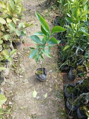 वियतनाम माल्टा पौधे
