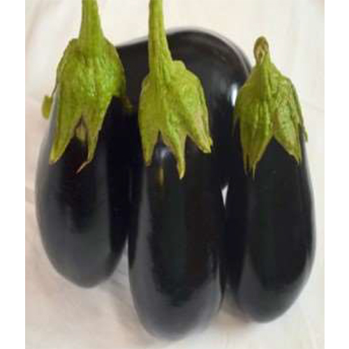 SKS-1001 HYB Brinjal
