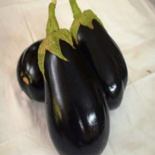 SKS-1016 HYB बैंगन