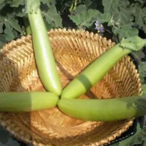 SKS Green Long HYB Brinjal
