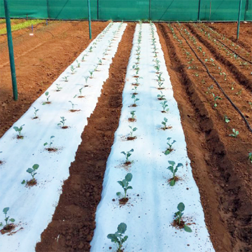 Agriculture Mulch Film Cover Material: Pc Sheet