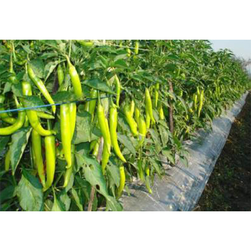 Agriculture Mulch Film Cover Material: Pc Sheet