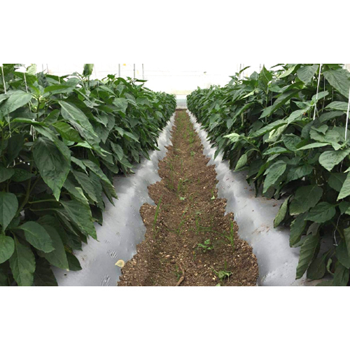 Agriculture Mulch Film Cover Material: Pc Sheet