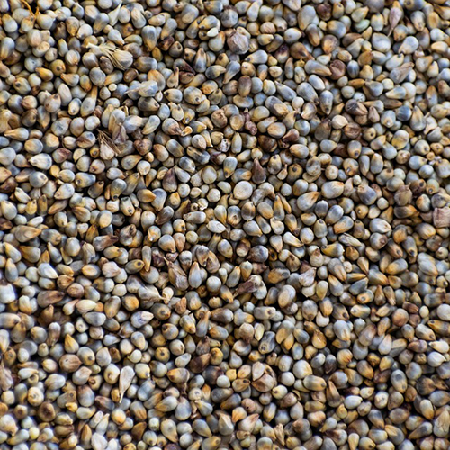 Millet Seeds Fat: Nil Percentage ( % )