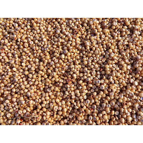 Normal Sorghum Seeds
