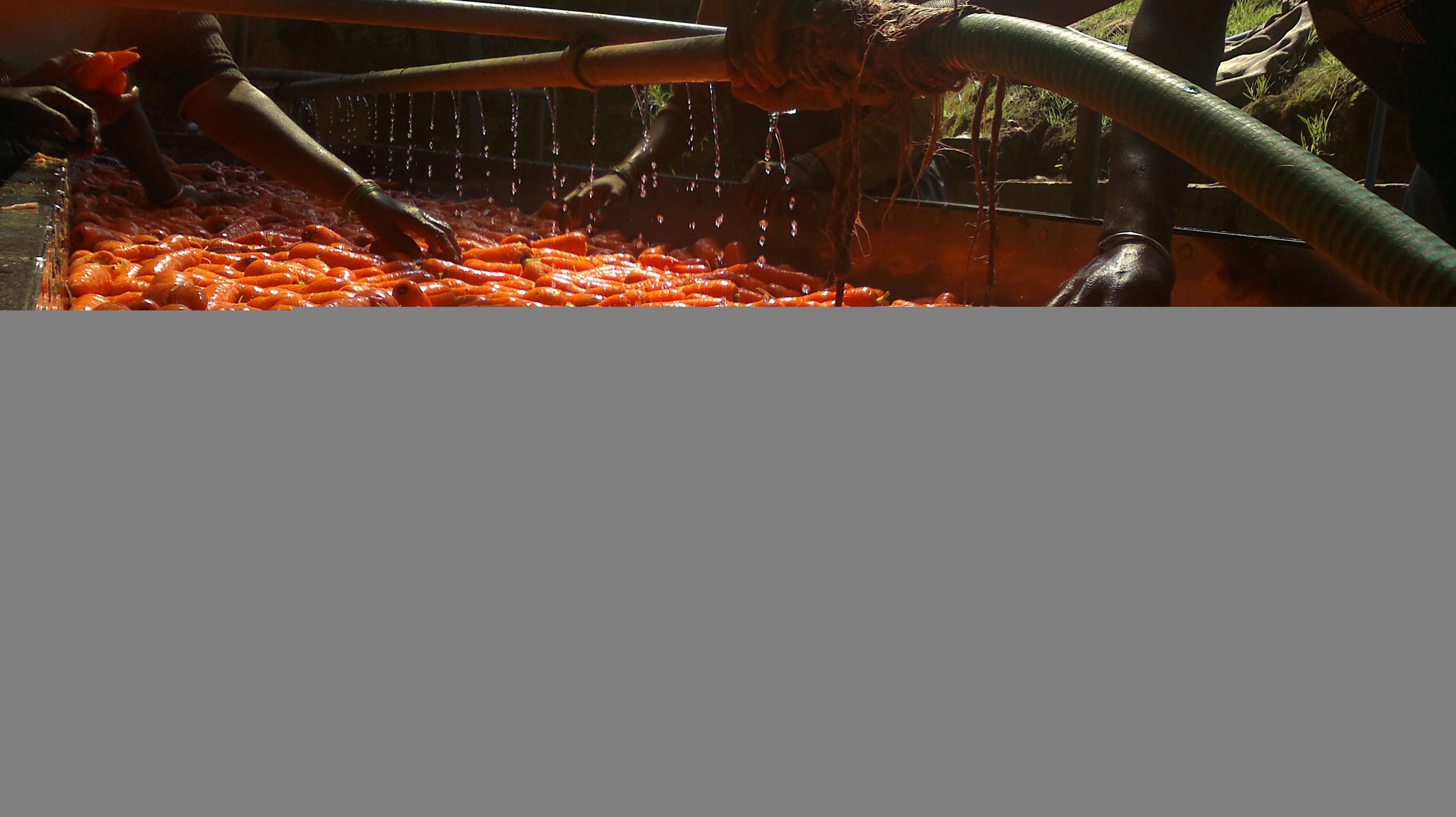 ताजे गाजर