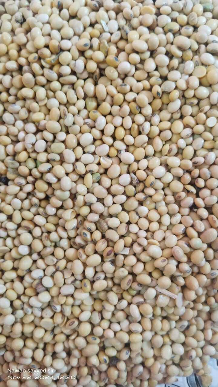 Soyabean Seeds - Color: Yellow