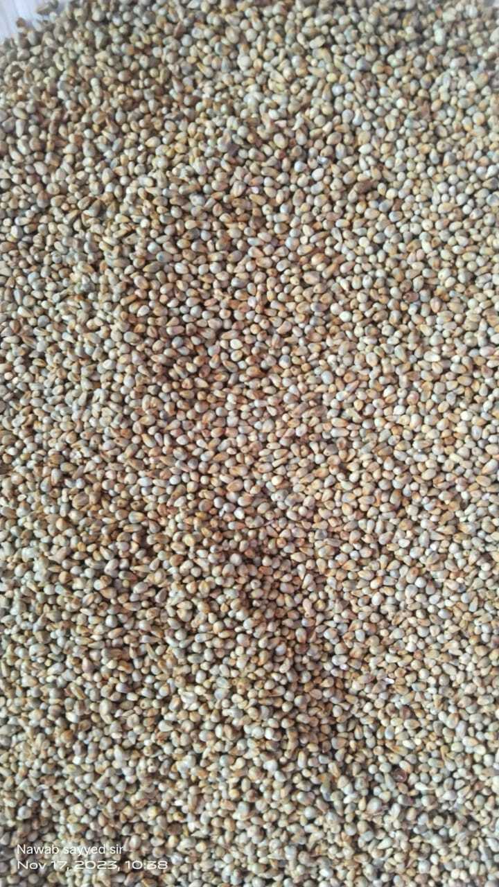 Pearl Millet - 99% Pure Organic Dried Brown Grain | Gluten-free, Rich In Protein, Fiber, And Essential Minerals For Healthier Living