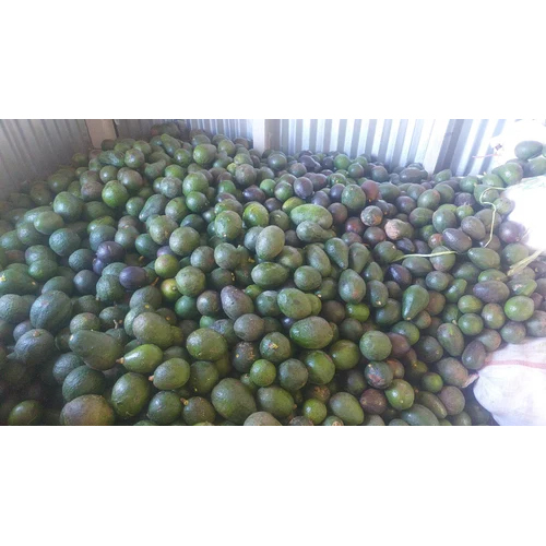 Common Burma Avocado
