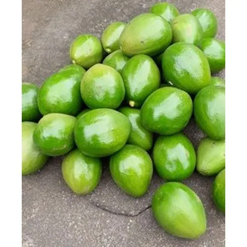 Common Raw Avocado