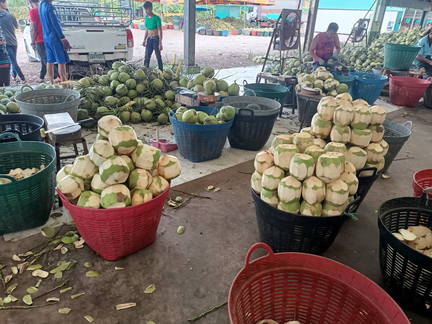 Fruits Fresh Coconut / Young Coconut