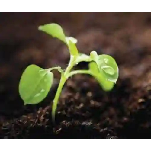 Agriculture Controlled Release Type Potash Fertilizer - Physical State: Granular