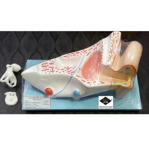 Human Ear Model - Color: Pink