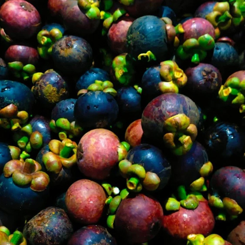 Organic A Grade Fresh Mangosteen