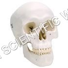 Human Skull Model - PVC Plastic, Human Fetal Skull Model, Light Weight, User Friendly, Smooth Surface Finish, Ideal for Schools and Medical Institutes