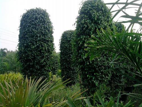 काले फिकस