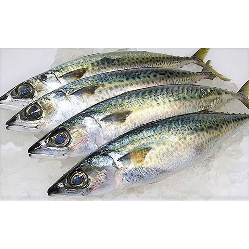 Mackerel Fish - Nil Moisture Content, Whole Smoked Variety in Vacuum Packaging | Premium Frozen Seafood for Versatile Culinary Applications