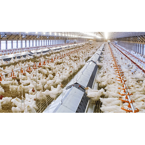 Steel Poultry Feeding System