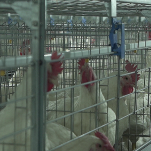 Poultry Drinking System - Steel Material, Custom Sizes Available, Various Color Options - Semi-automatic Drinker For Easy Water Access