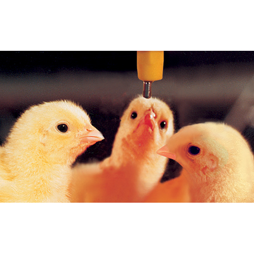 Poultry Drinking System - Steel Material, Custom Sizes Available, Various Color Options - Semi-automatic Drinker For Easy Water Access