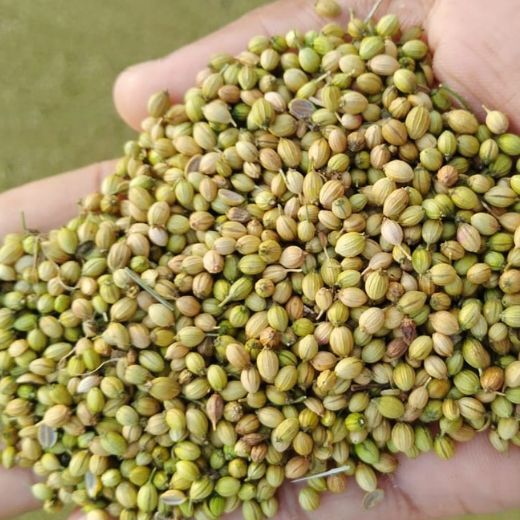 Coriander Seeds - Vegetarian Diet, Natural Yellowish Brown Color | 100% Natural, 2-year Shelf Life, Store In Cool Dry Place At 5-10â°c