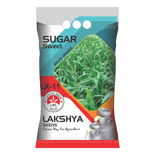 Common Sugar Sweet Lx-11 Milky Grass Seeds