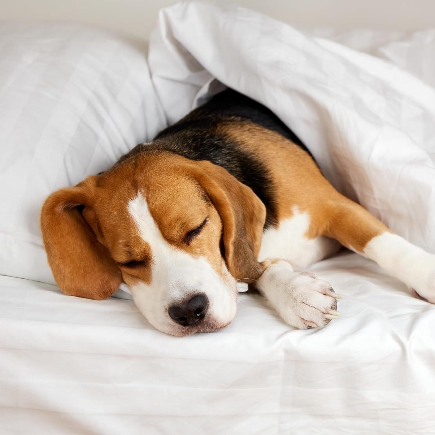 Stripe Comforter - 210 Thread Count , King Size With Premium Silicon Fiber Filling And Custom Dimensions