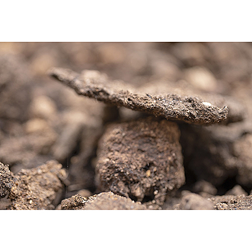 Cow Dung Organic Fertilizer - Granular, Brown Manure | Nutrient-Rich, Enhances Soil Fertility, Ideal for Organic Farming and Gardening