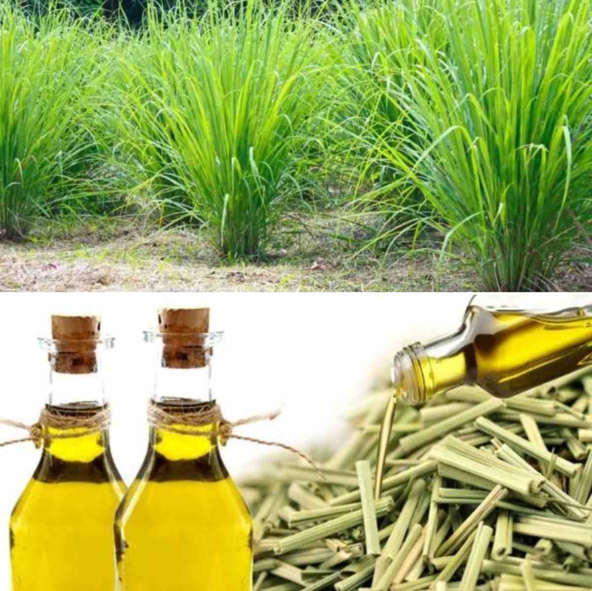 Lemongrass Oil - Cas No: 8007-02-1