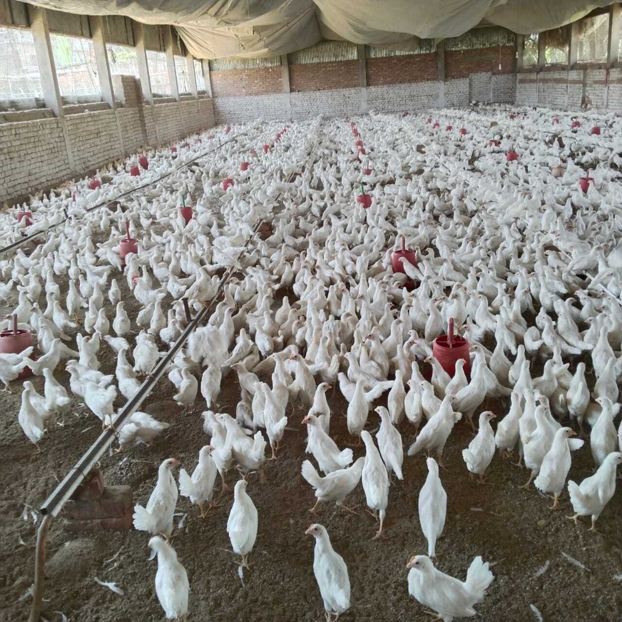 Poultry Layer Pullat Bird - Feature: 90