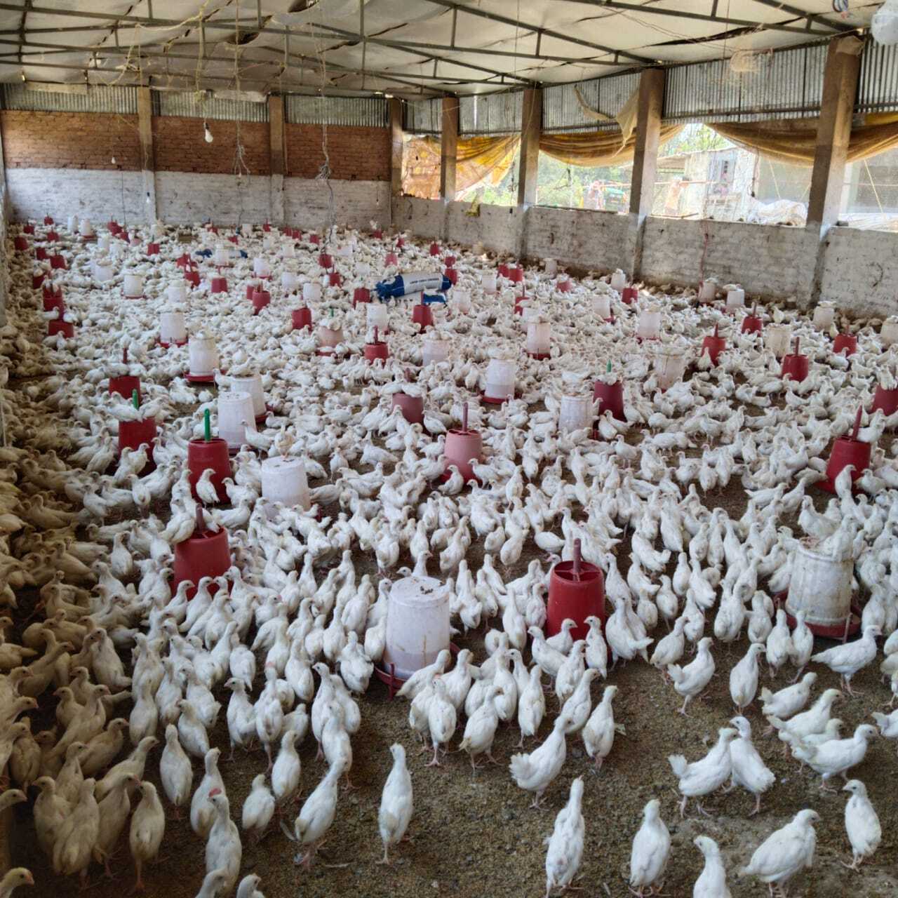 Poultry Layer Pullat Bird - Feature: 90