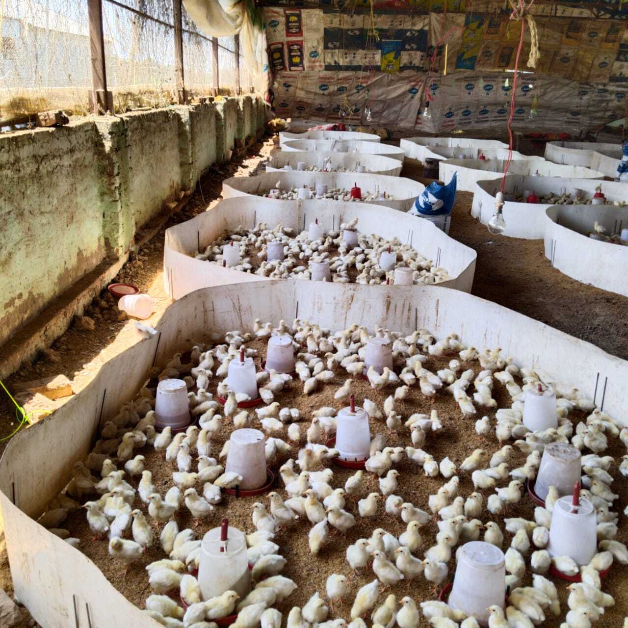 Poultry Layer Pullat Bird - Feature: 90