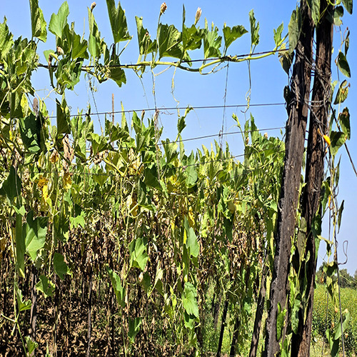 Agrosia Pet Wire For Mandaps, Mandava And Machans