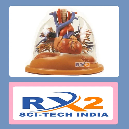Transparent Lung Model By Rx2 Sci-tech India