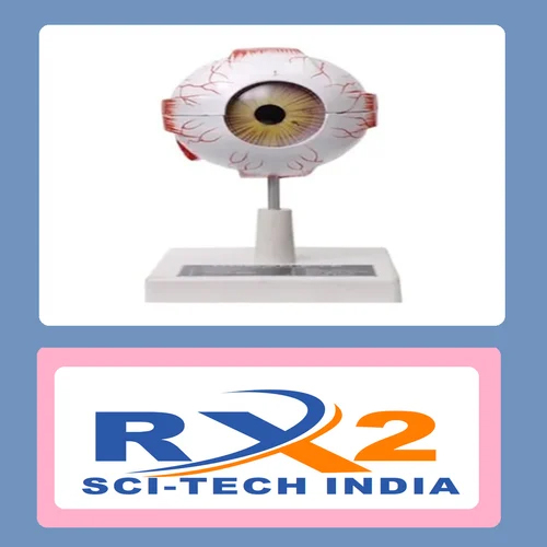 Human Eye Model Indian - Fiberglass Material, Multi-color Design | Ideal For Medical Student Education, Anatomical Structure Representation