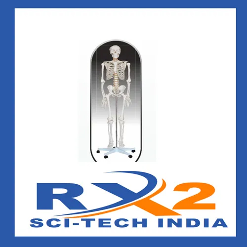 85 Cm Male Skeleton For Medical Student