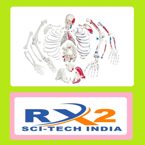 300 Bones Skeleton For Medical Student