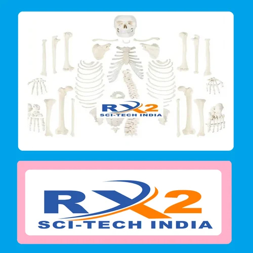 200 Bones Disarticulated  Skeleton For Medical Student