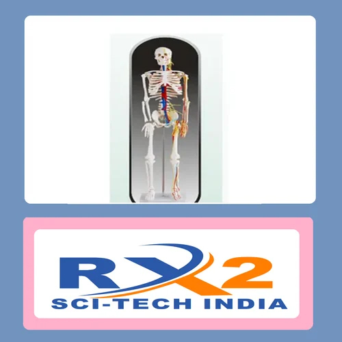 Skeleton Model - PVC Material, 90 cm Height, Multicolor Design | Educational Tool for Medical Students with Visible Nerves & Blood Vessels