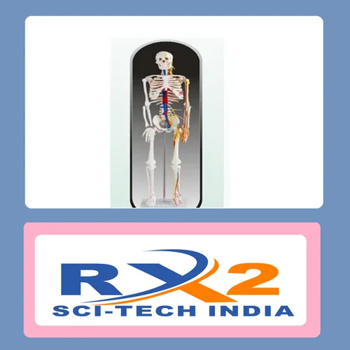 Skeleton With Nerves & Blood Vessels - PVC Material, 90 cm Height, Multicolor Design | Ideal for Medical Students, Educational Use