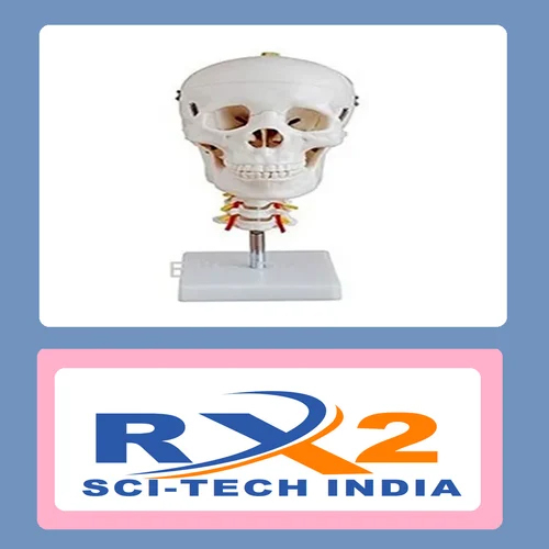 गर्दन की रीढ़ के साथ खोपड़ी