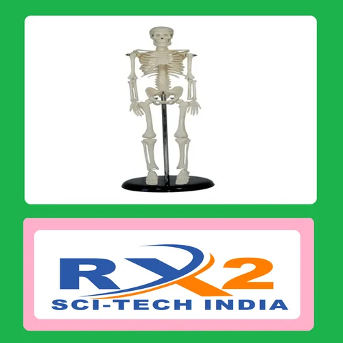 Small  Skeleton For Medical Student