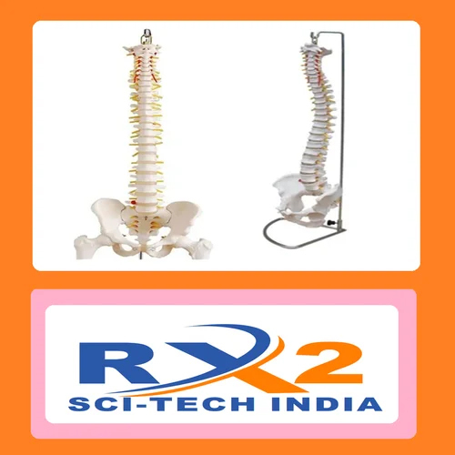 Vertebral Column With Pelvis And Femur Heads For Medical Student