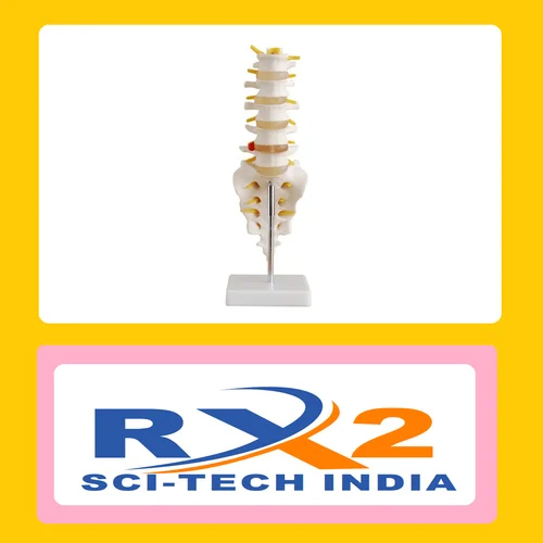 Lumbar Vertebrae Wth Sacrum For Medical Student