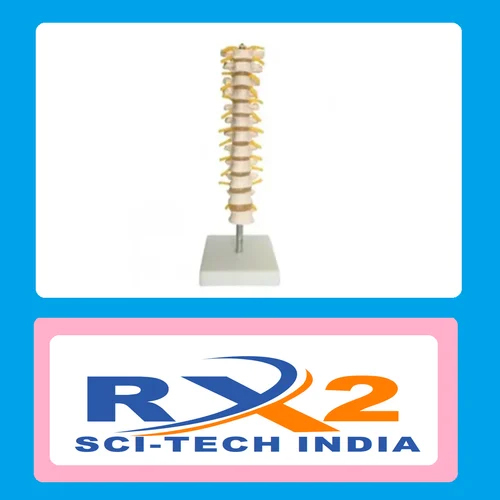 Thoracic Spinal Column For Medical Student