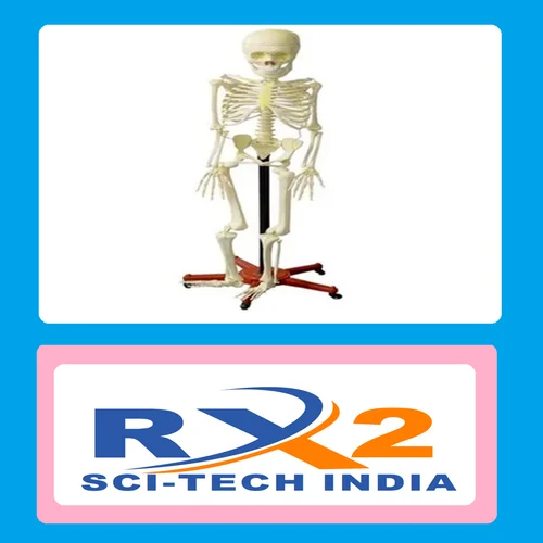 Human Model - Fiberglass Skeleton Model for Educational Use | Designed for School Students, White Color, Ideal for Medical Students