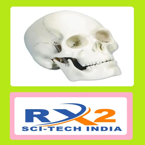 Skull Model Fiber For Medical Student