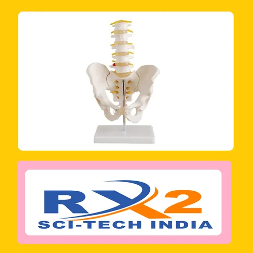 5 टुकड़ों वाले लंबर वर्टेब्रा के साथ पेलविस